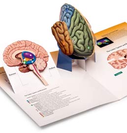 Three-Dimensional Brain by Worth Publishers - First Edition, 2012 from Macmillan Student Store