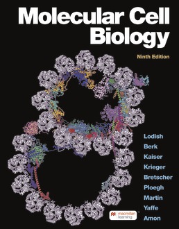 Cover: Molecular Cell Biology, 9th Edition by Harvey Lodish; Arnold Berk; Chris A. Kaiser; Monty Krieger; Anthony Bretscher; Hidde Ploegh; Kelsey C. Martin; Michael Yaffe; Angelika Amon