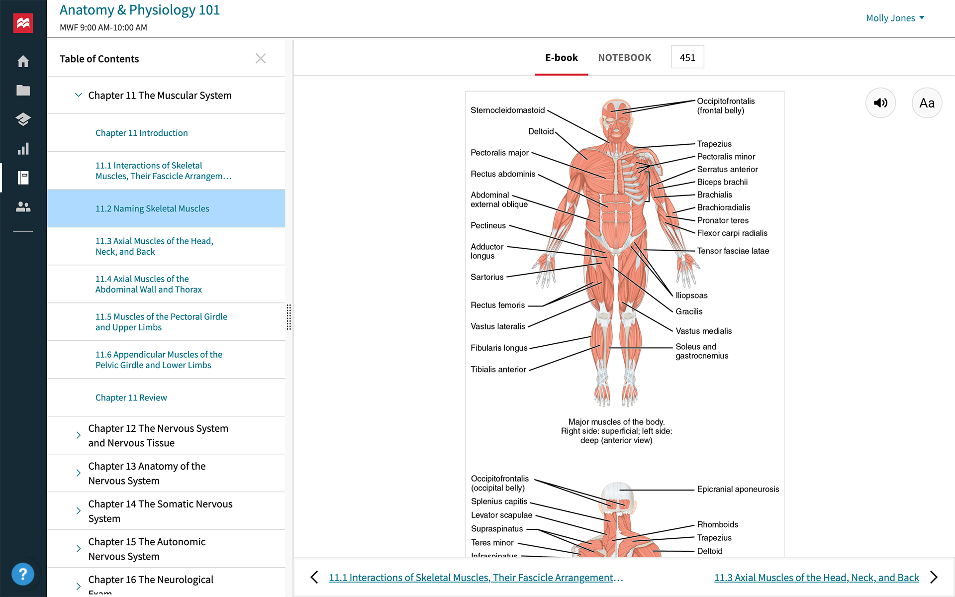 Axial Muscles of the Abdominal Wall and Thorax