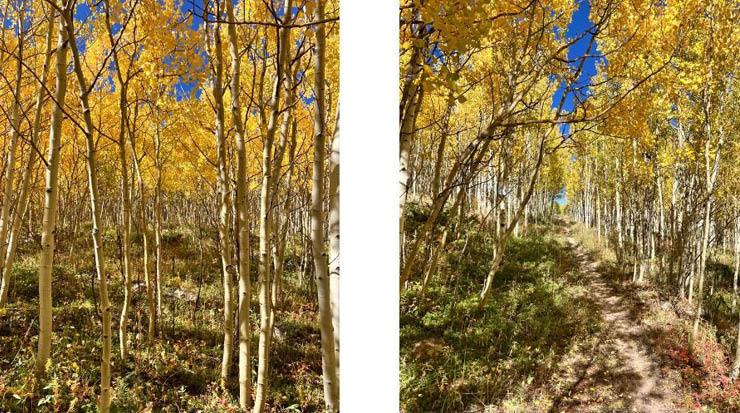 Two images, one of a dense forest and a second of the same forest, but with a path through it.