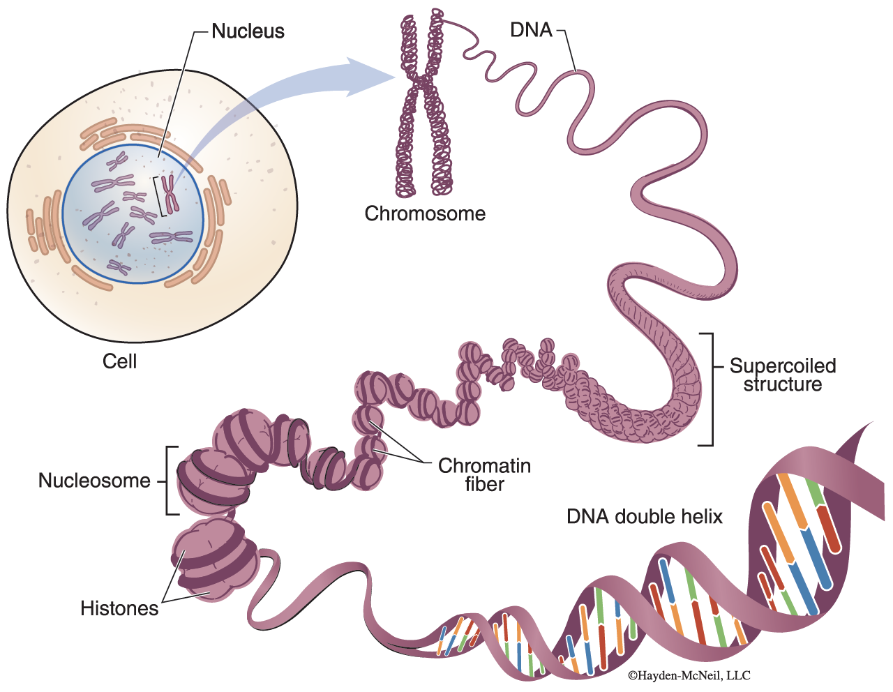 An illustration of DNA