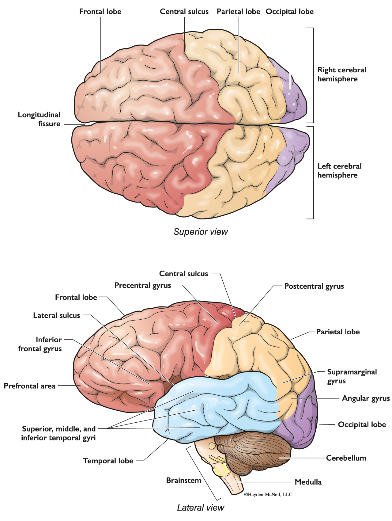 A two-part illustration shows the superior and lateral views of the brain. The superior view shows the left and right cerebral hemispheres along with lobes, sulci, and fissures. The lateral view shows the various areas, lobes, sulci, gyri, et cetera.