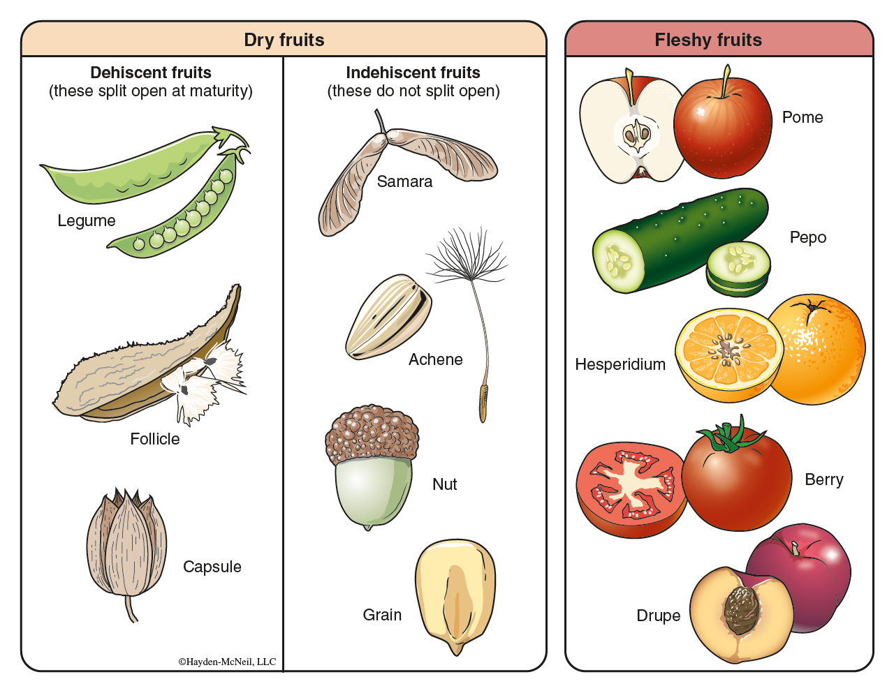 An illustration categorizes fruits into two: dry and fleshy. Dry fruits are further divided into dehiscent (legume, follicle, and capsule) and indehiscent (samara, achene, nut, and grain). Fleshy fruits include pome, pepo, hesperidium, berry, and drupe.